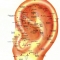 acupuntura
